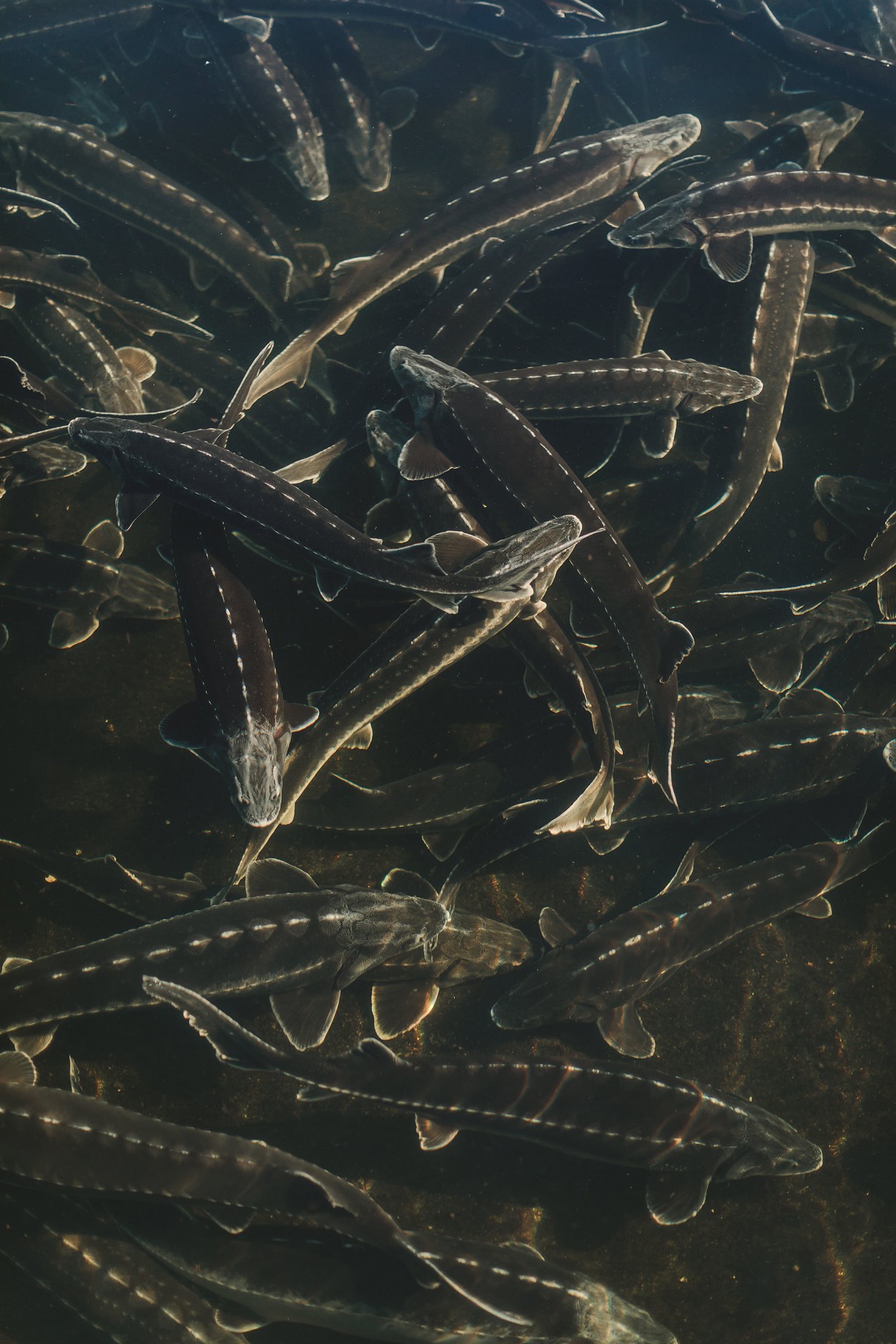 gourmet-house_aquaculture-009